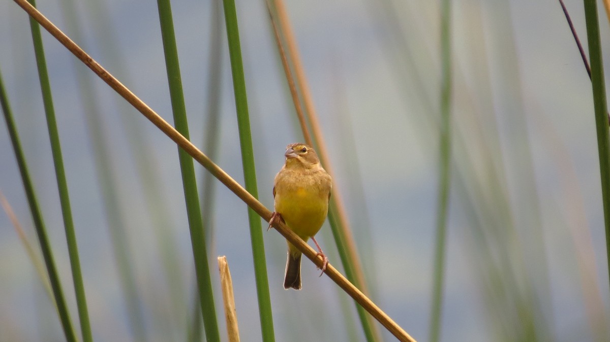 Grassland Yellow-Finch - ML78820121