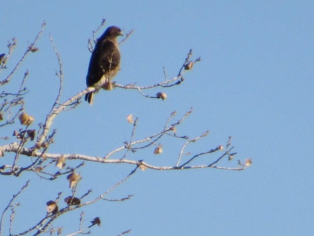 Red-tailed Hawk - Corban Hemphill