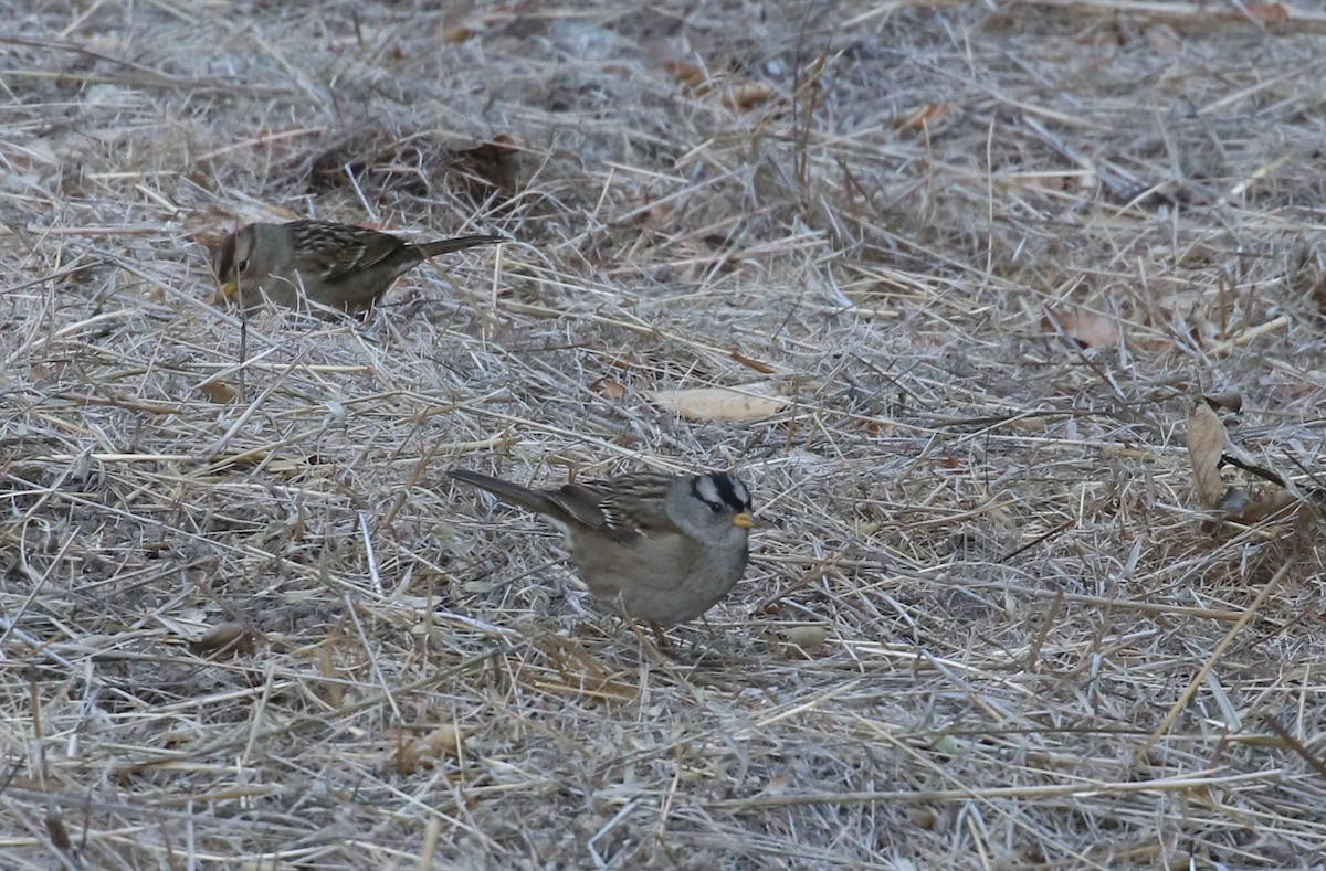 White-crowned Sparrow - ML78826401
