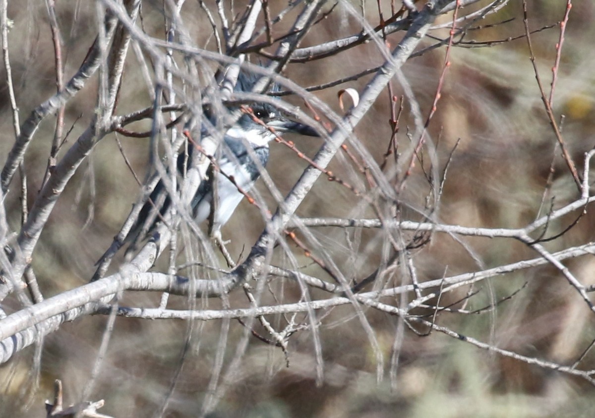 Belted Kingfisher - Hendrik Swanepoel