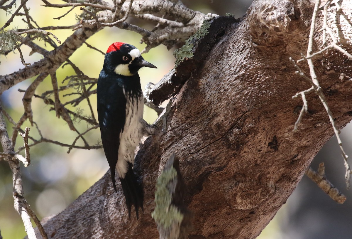 Acorn Woodpecker - Hendrik Swanepoel