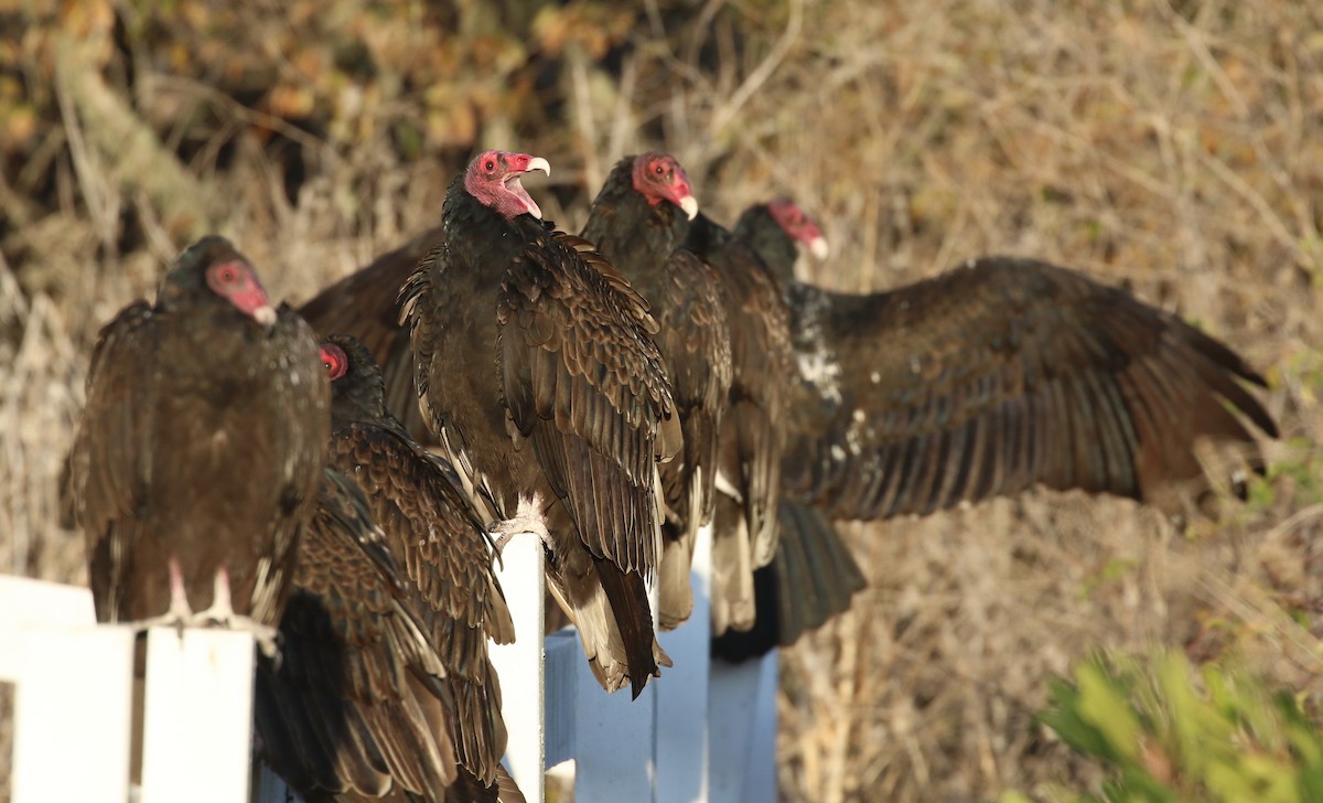 Turkey Vulture - Hendrik Swanepoel