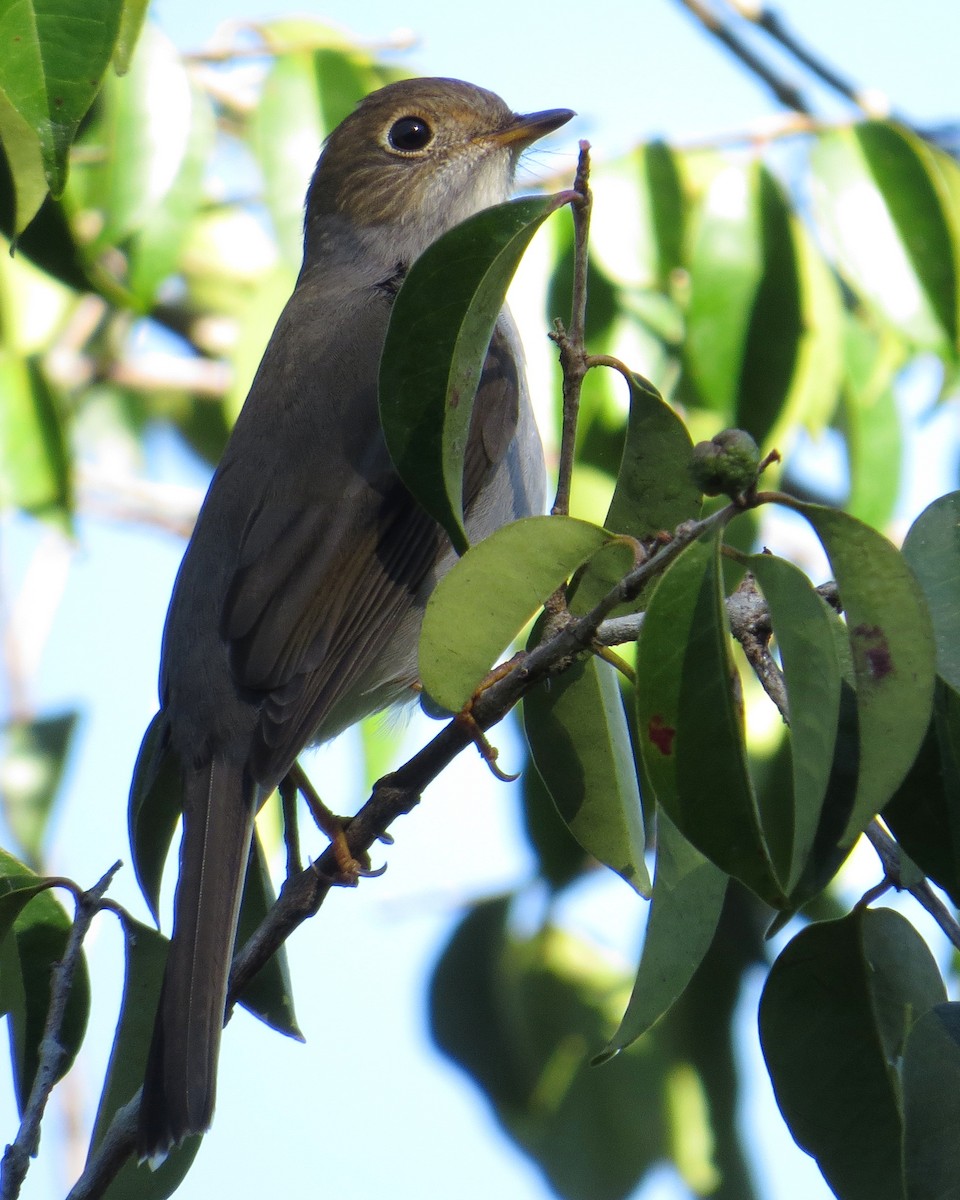 Cuban Solitaire - Pam Campbell