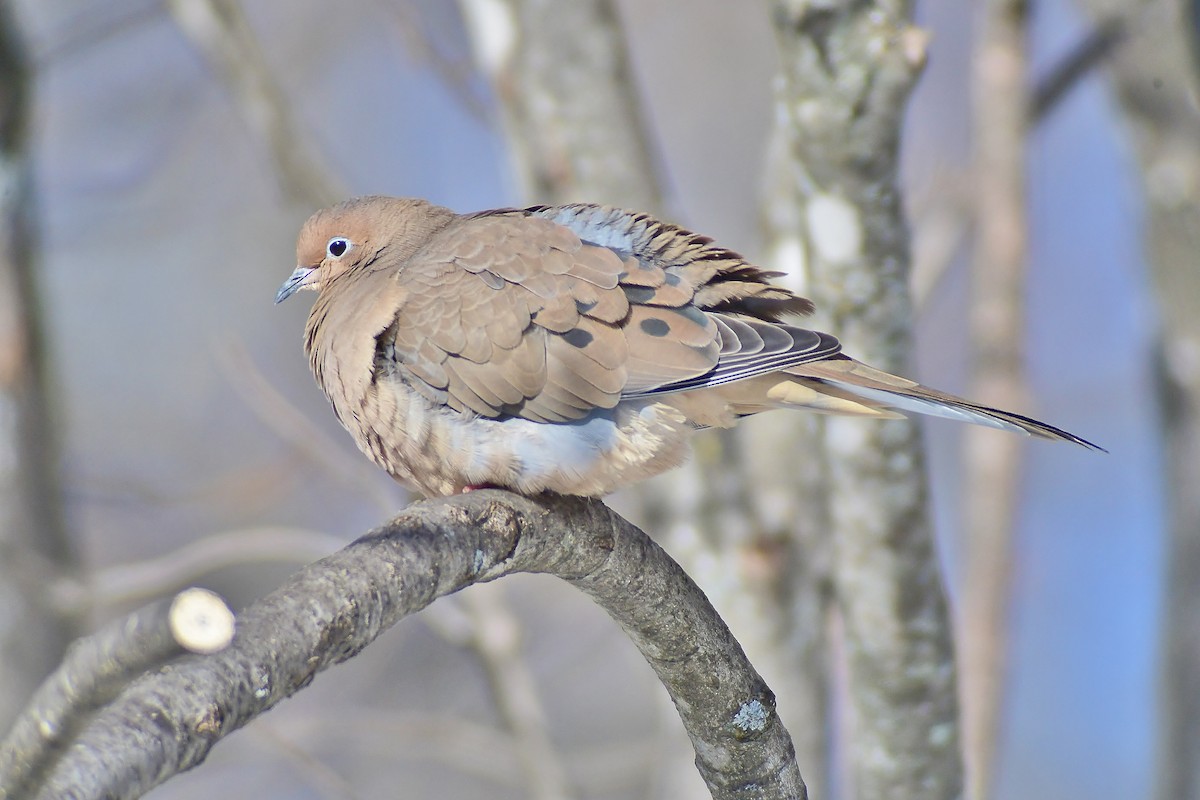 Mourning Dove - thomas berriman