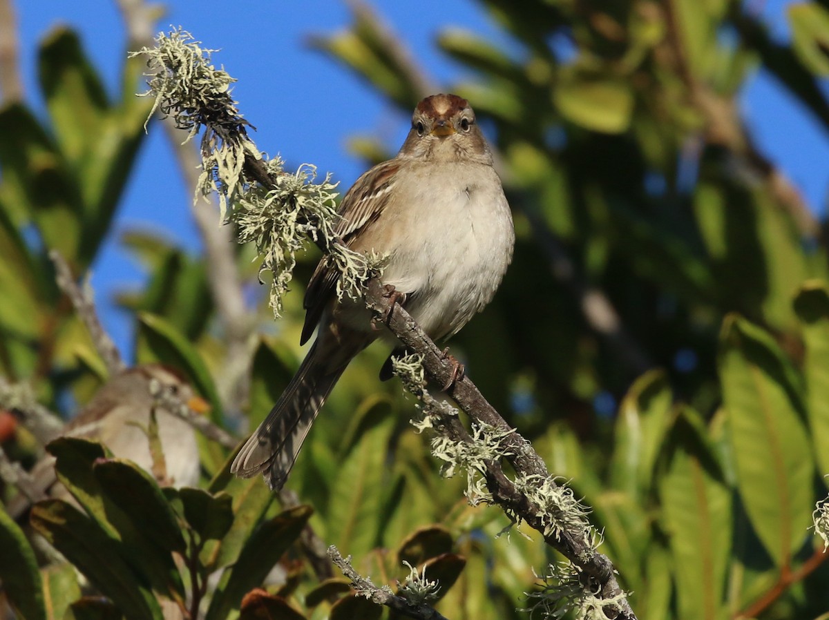 White-crowned Sparrow - Hendrik Swanepoel