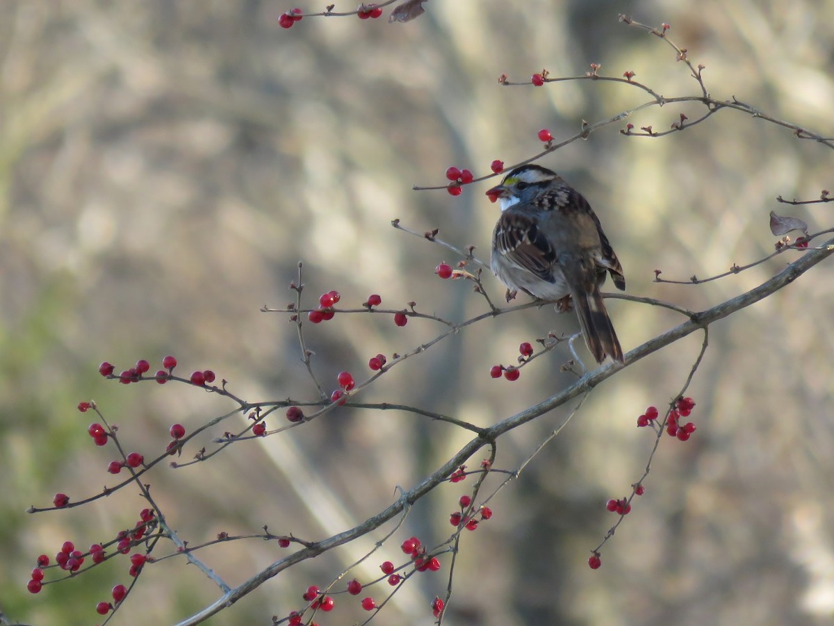 White-throated Sparrow - ML78829371