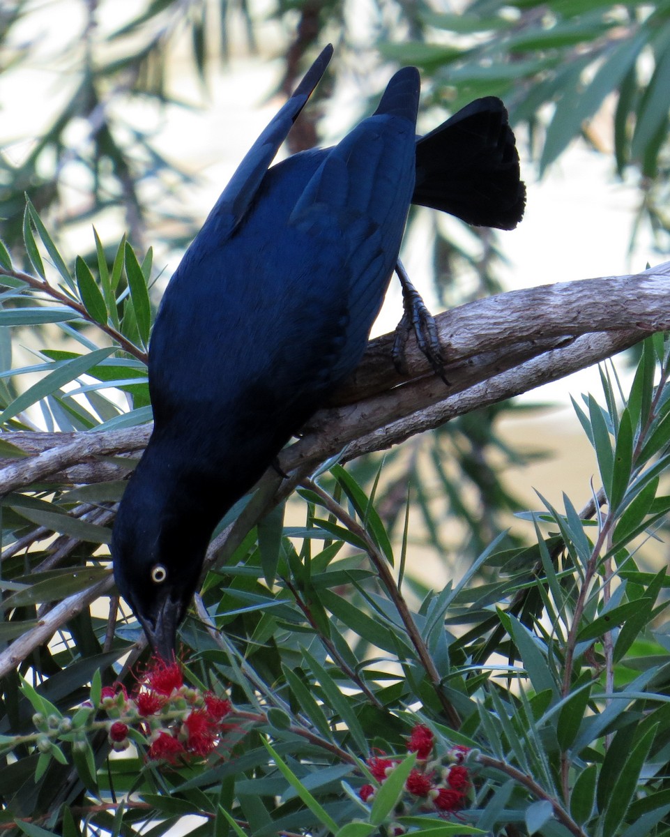 Greater Antillean Grackle - Pam Campbell