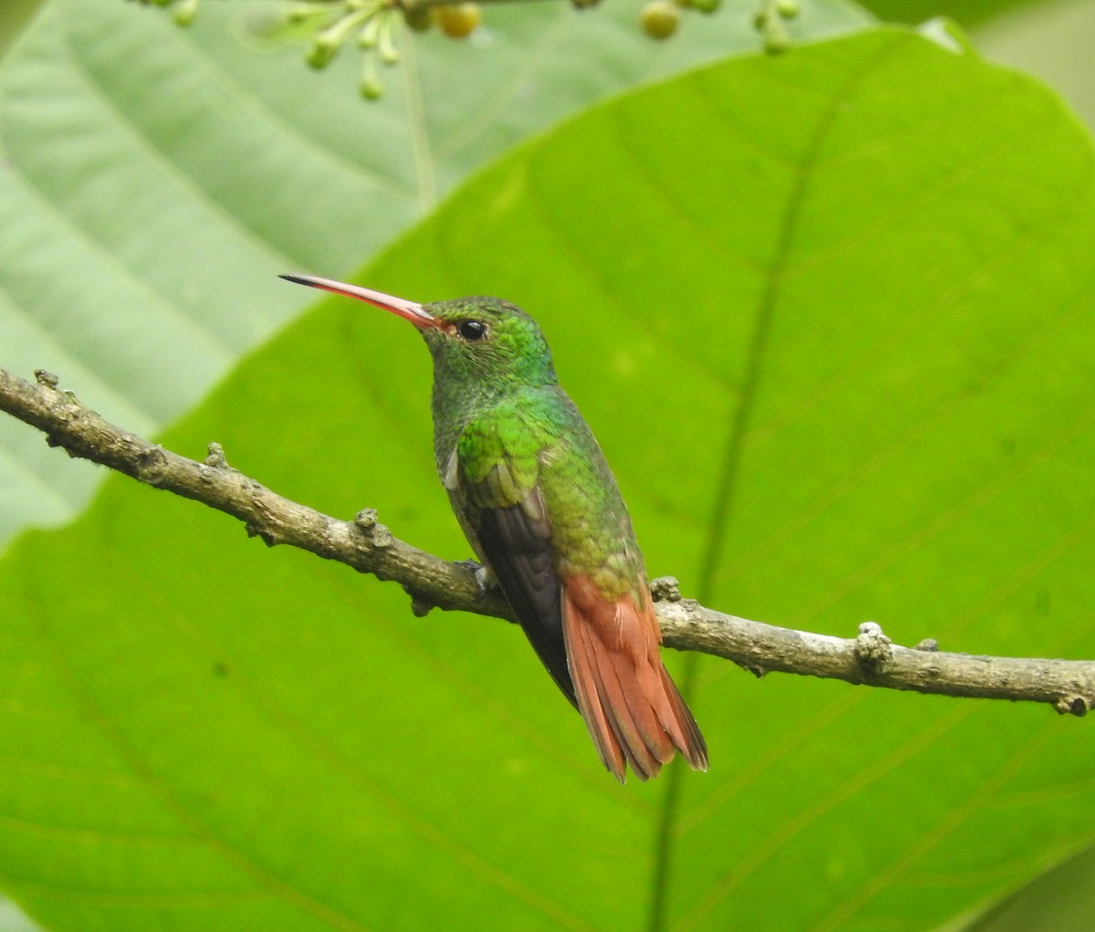 Rufous-tailed Hummingbird - Mark Bartolome Stevens