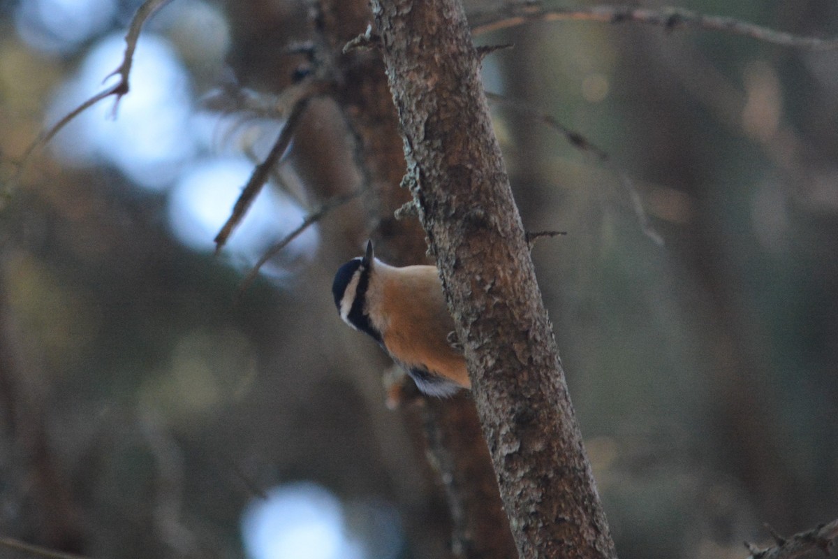 Red-breasted Nuthatch - ML78837021