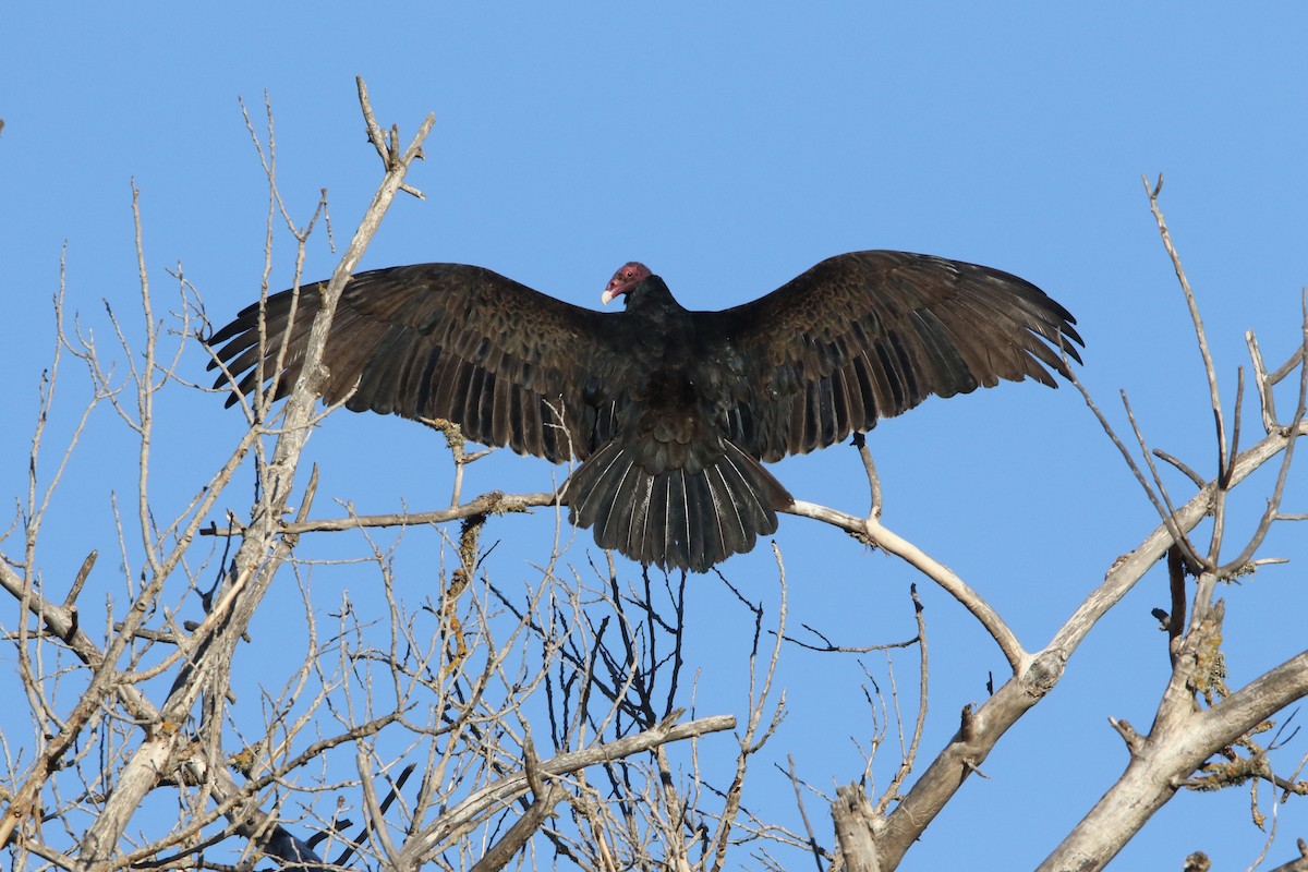 Turkey Vulture - ML78838541