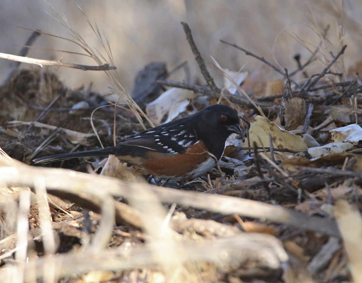Spotted Towhee - ML78838931