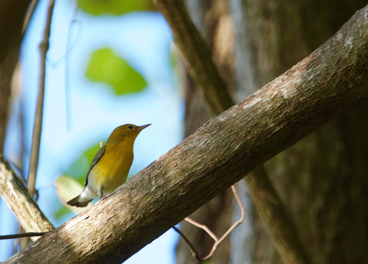 Prothonotary Warbler - Will Sweet
