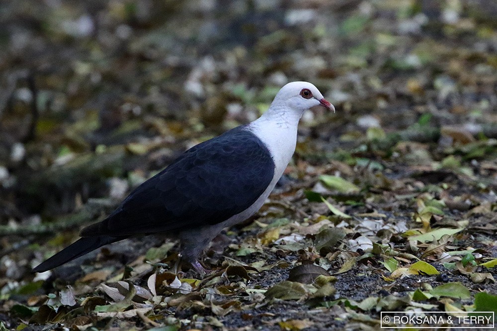 White-headed Pigeon - Roksana and Terry