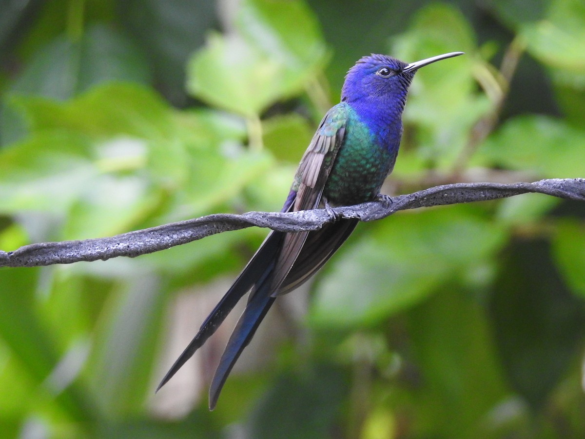 Swallow-tailed Hummingbird - Spencer Follett