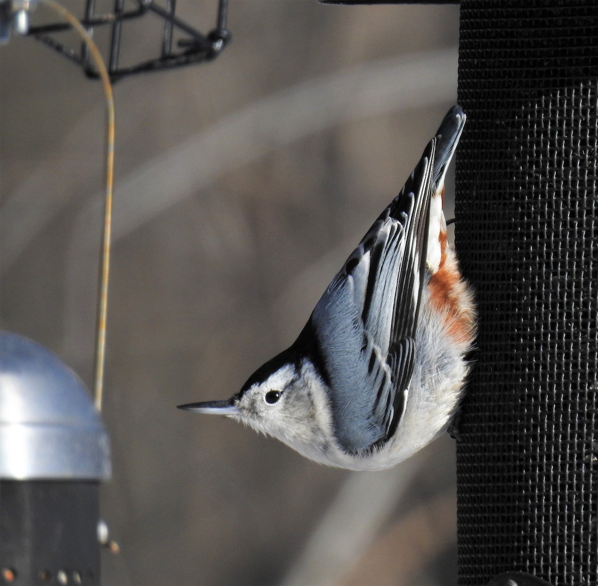 White-breasted Nuthatch - ML78854521
