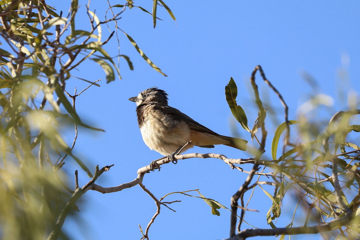 Crested Bellbird - Ged Tranter