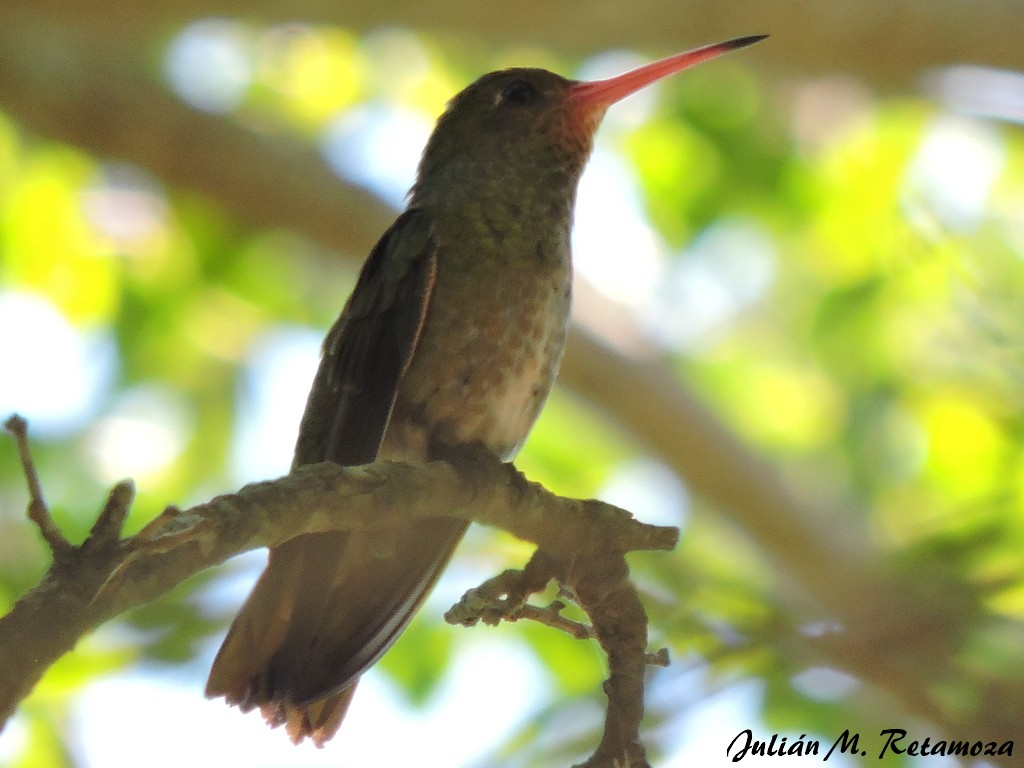 Gilded Hummingbird - Julián Retamoza