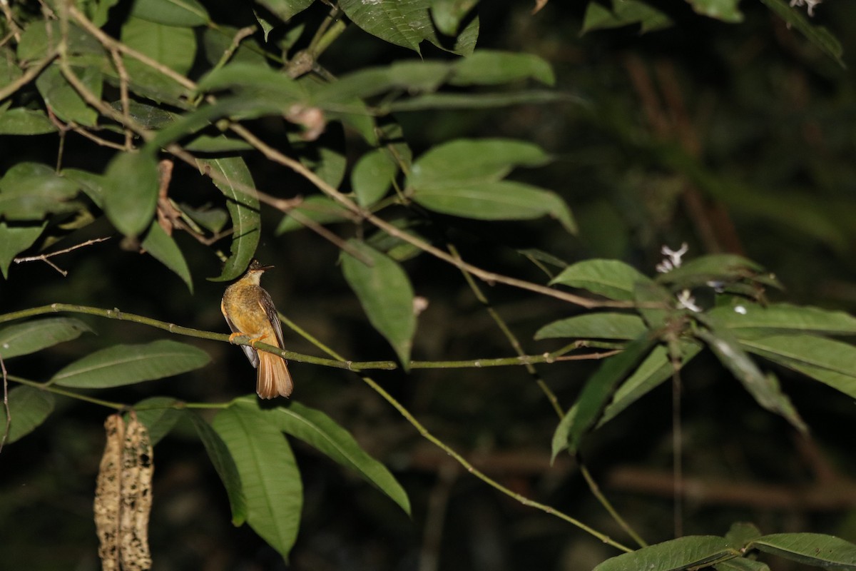 Tropical Royal Flycatcher (Amazonian) - ML78860291