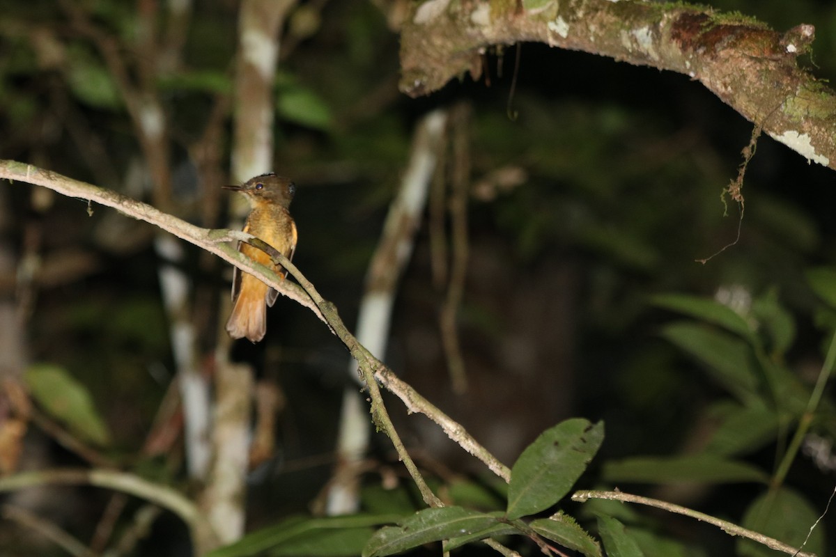 Tropical Royal Flycatcher (Amazonian) - ML78860301