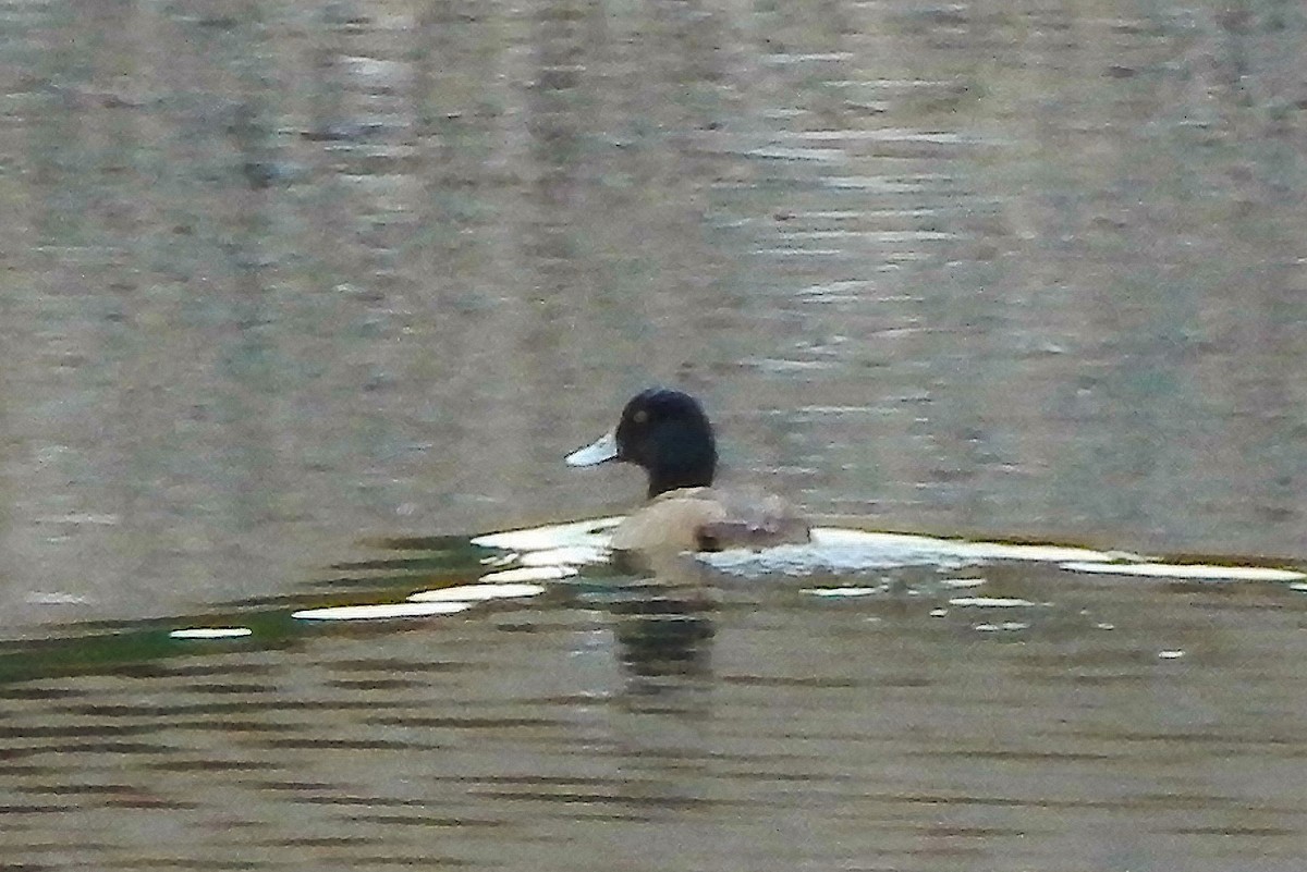 Greater Scaup - ML78861211