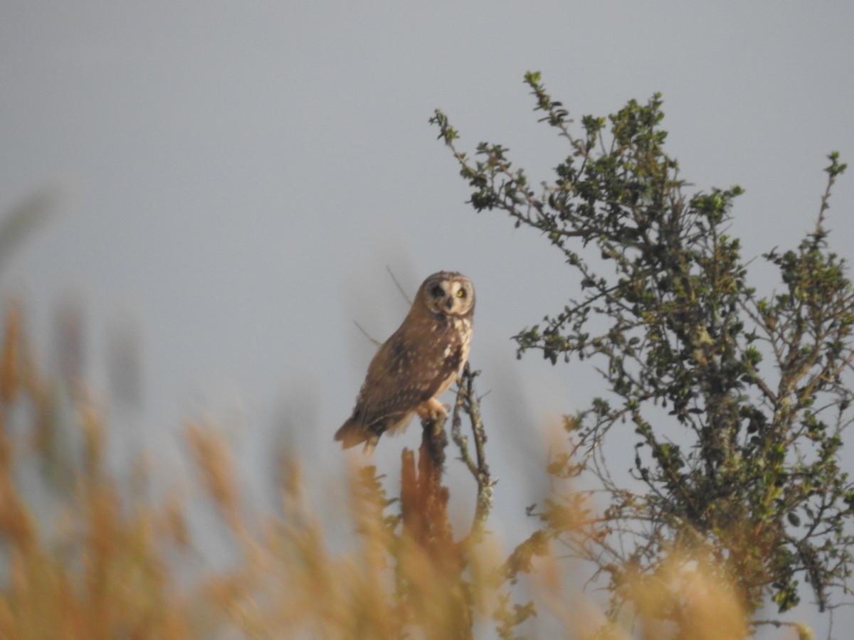 Short-eared Owl (South American) - Mario Uribe