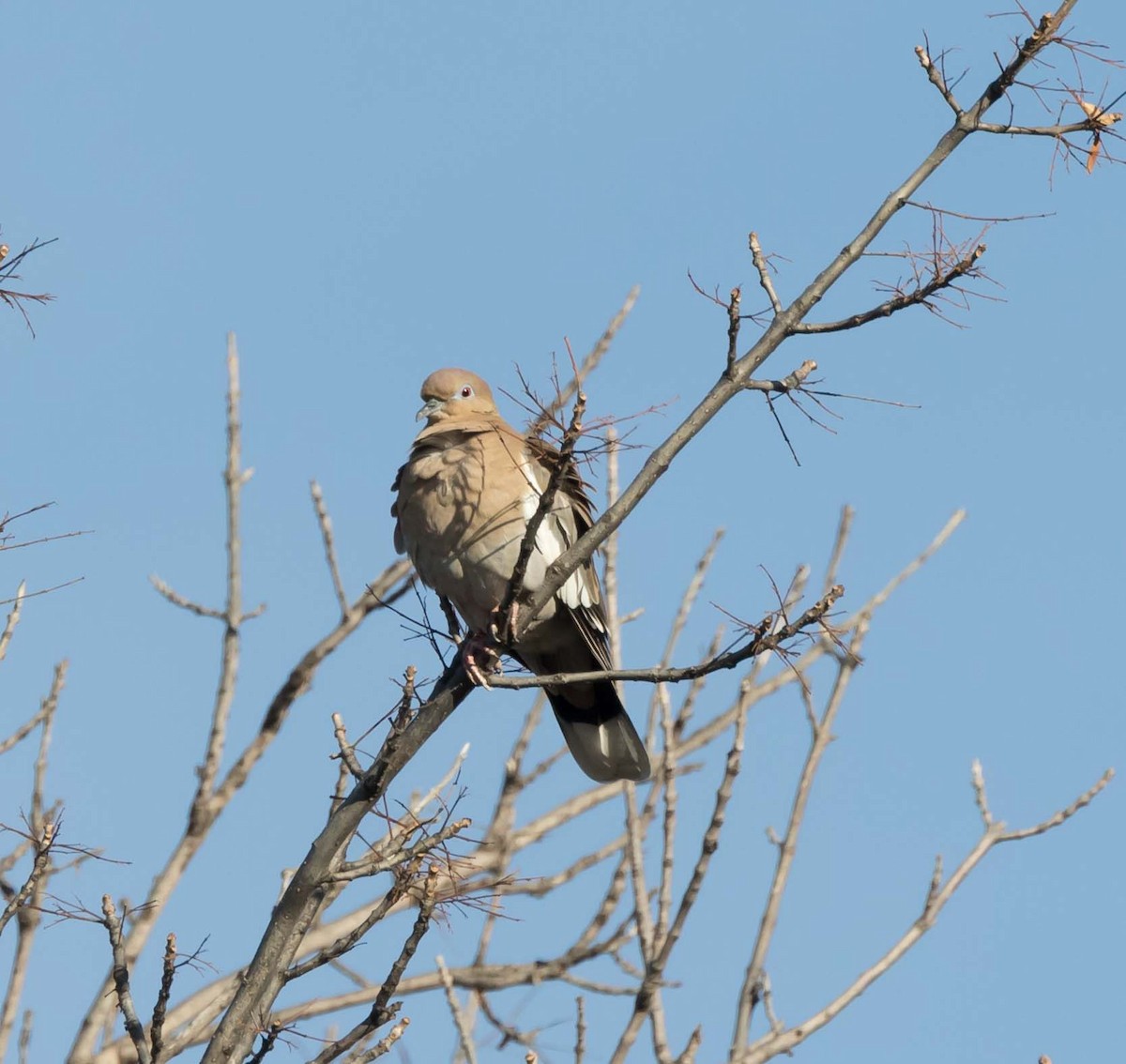 White-winged Dove - Maury Swoveland