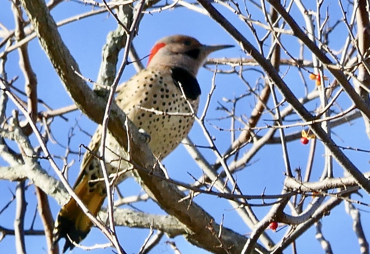 Northern Flicker (Yellow-shafted) - Tracy Drake