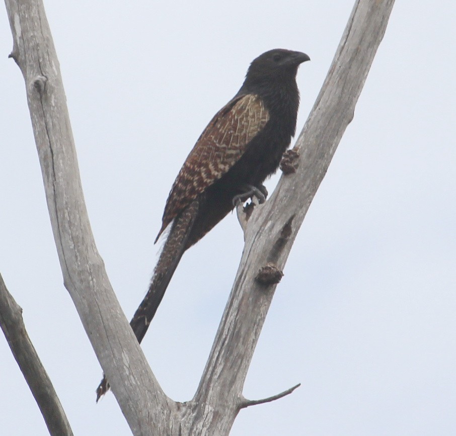 Pheasant Coucal - Jan and Larry Martin
