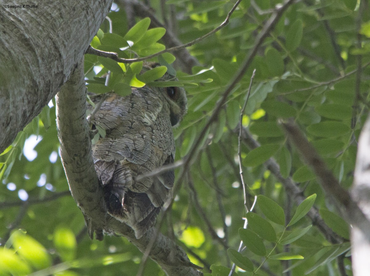 Mottled Wood-Owl - Swapnil Thatte