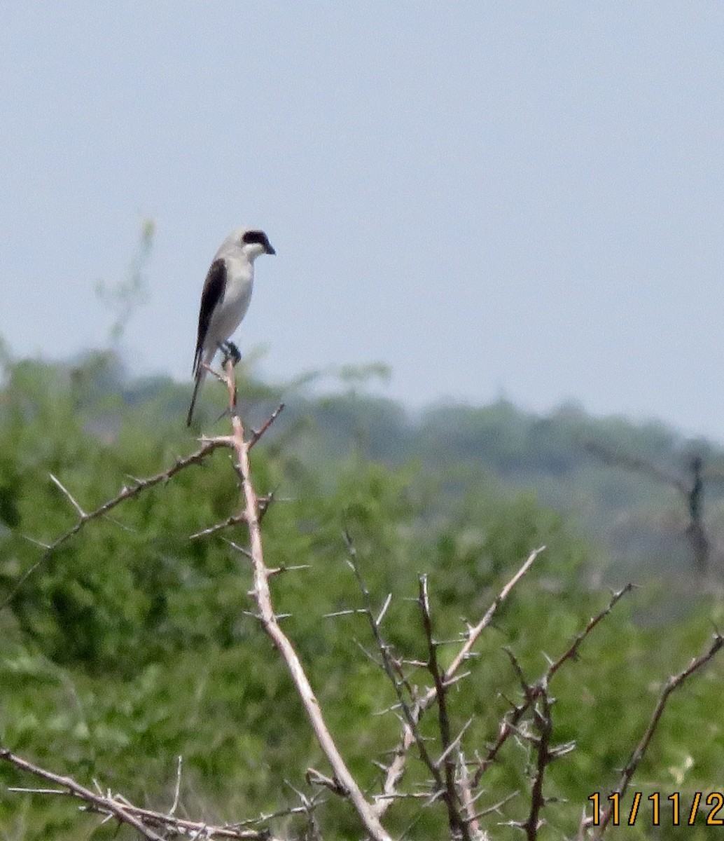 Lesser Gray Shrike - Xiuling Wei