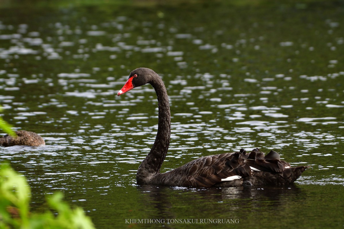 Black Swan - ML78878151