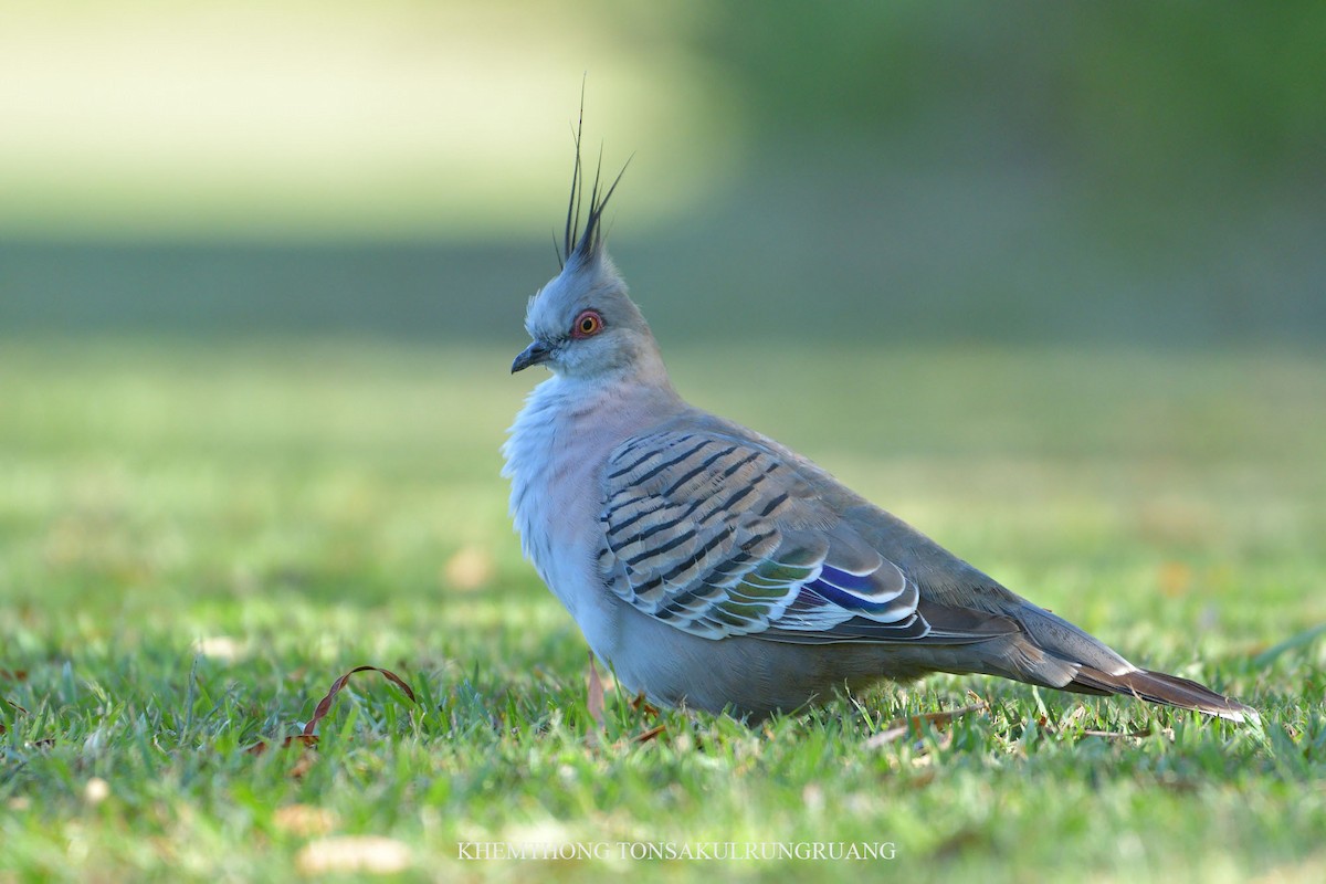 Crested Pigeon - ML78878331
