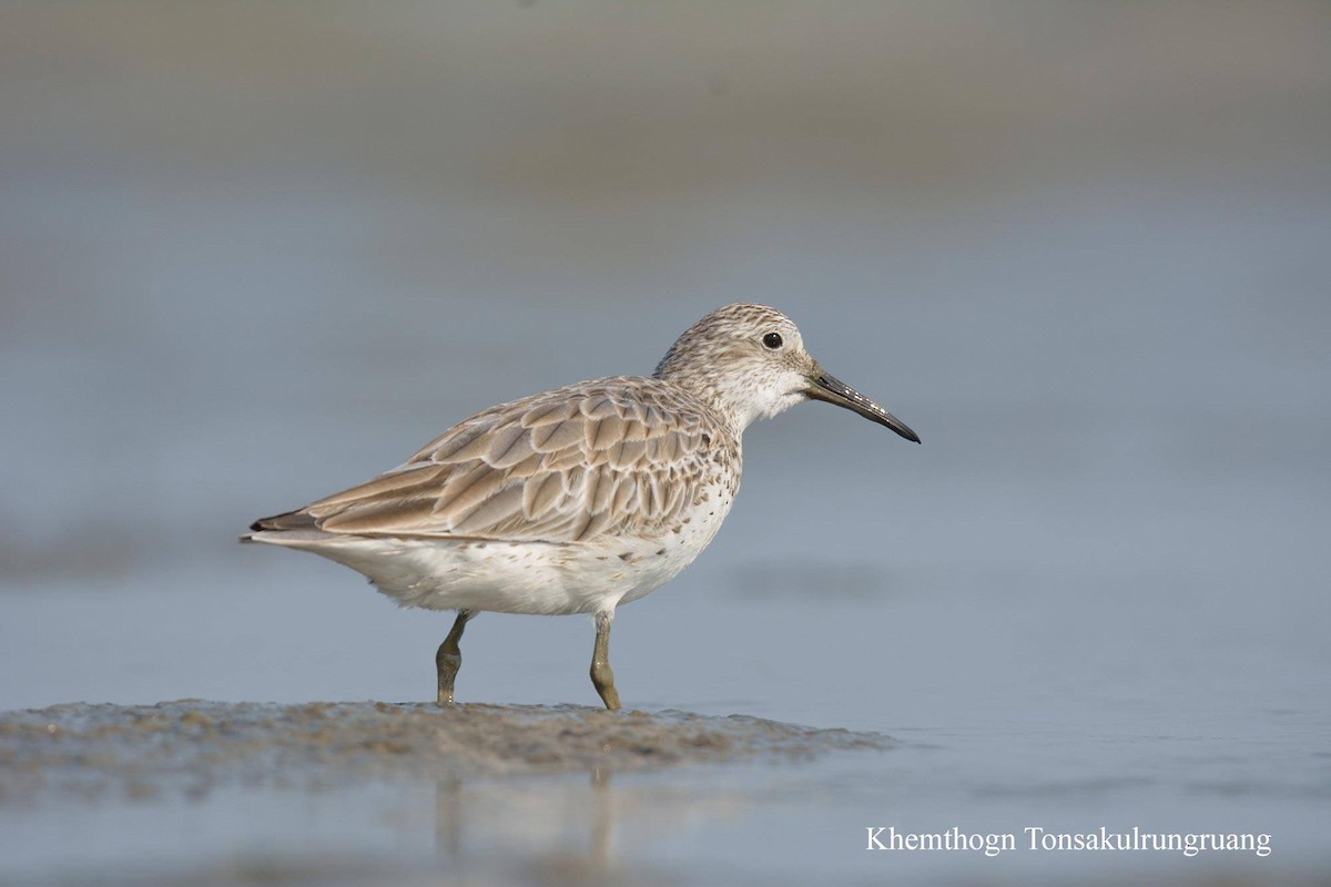 Great Knot - ML78879191