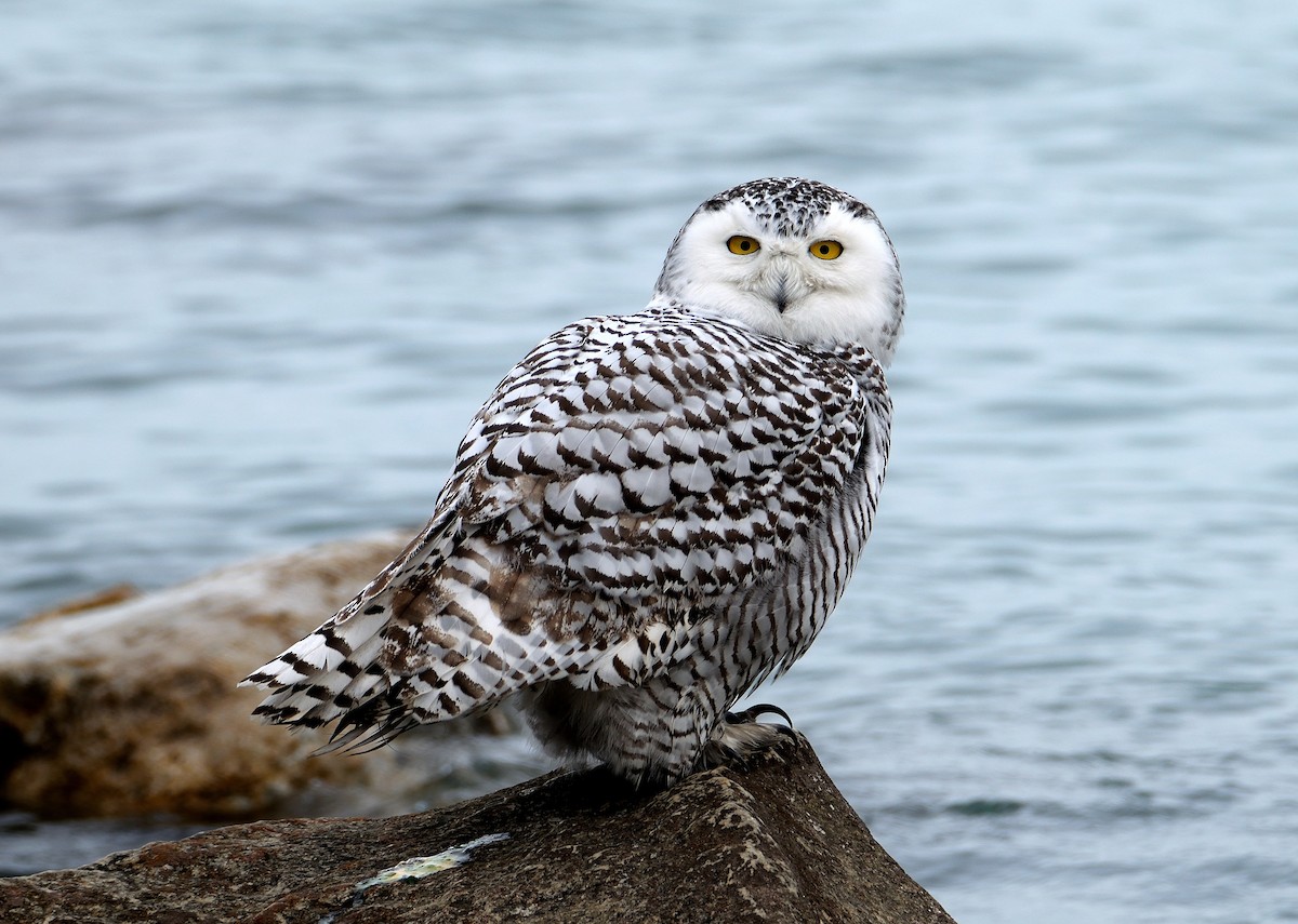 Snowy Owl - Bob Huguenard