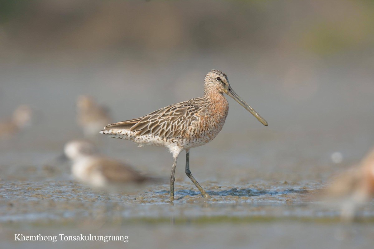 Asian Dowitcher - ML78879311