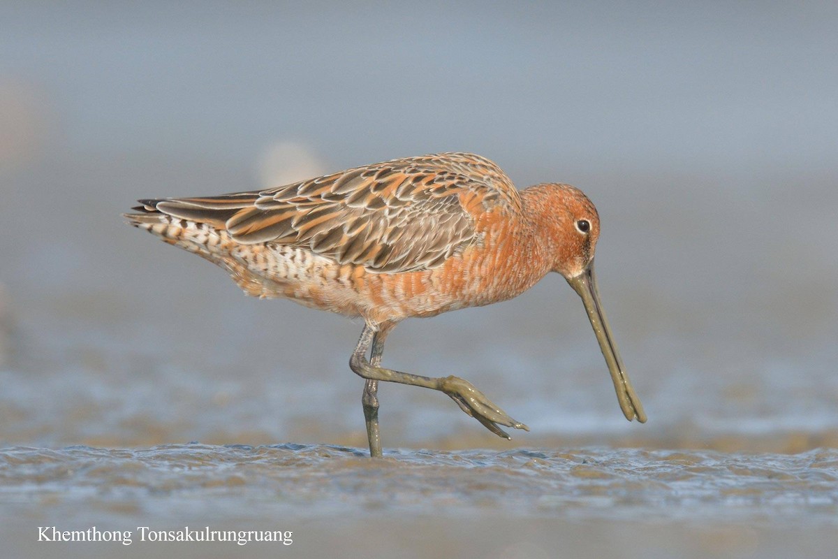 Asian Dowitcher - ML78879351