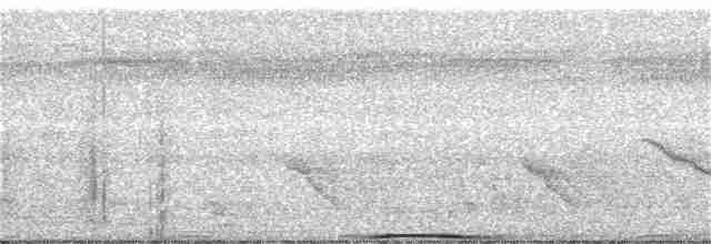 holub běloprsý - ML78879761