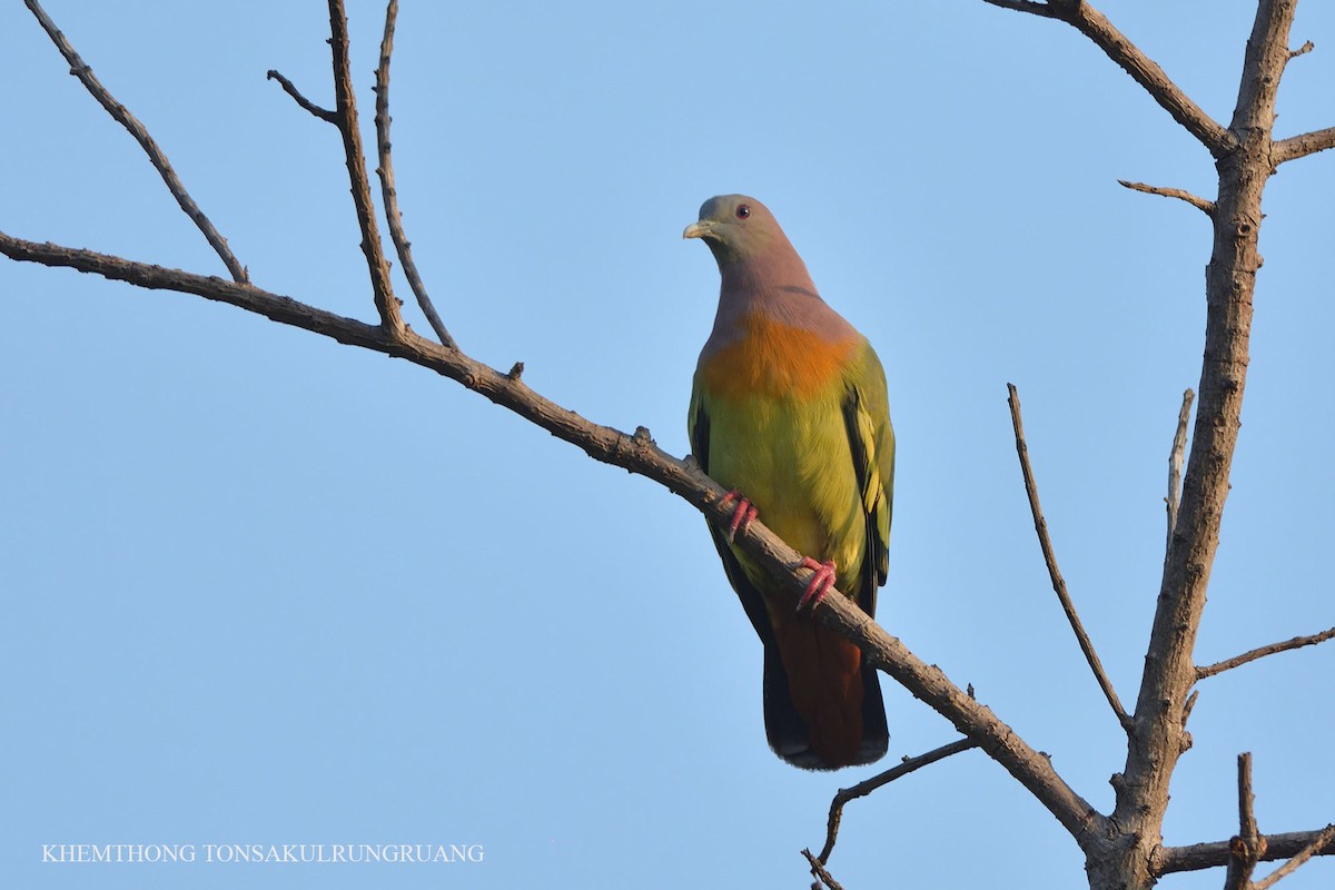 Pink-necked Green-Pigeon - Khemthong Tonsakulrungruang