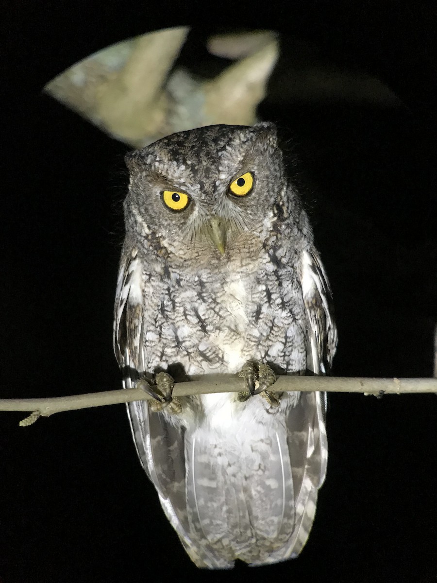 Whiskered Screech-Owl - William Orellana (Beaks and Peaks)