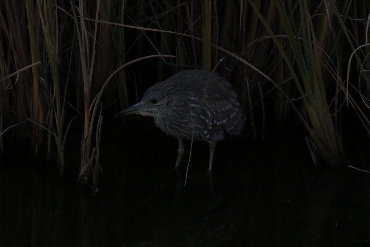 Black-crowned Night Heron - Andy Howey