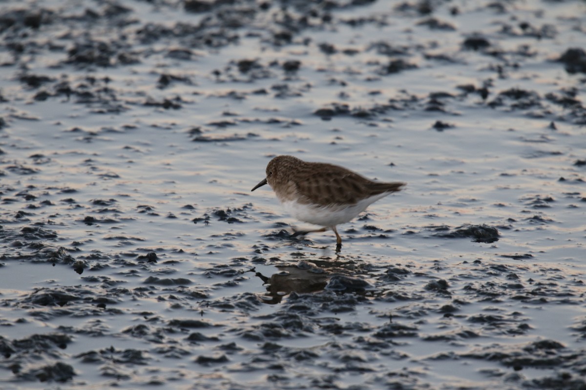 Least Sandpiper - Andy Howey
