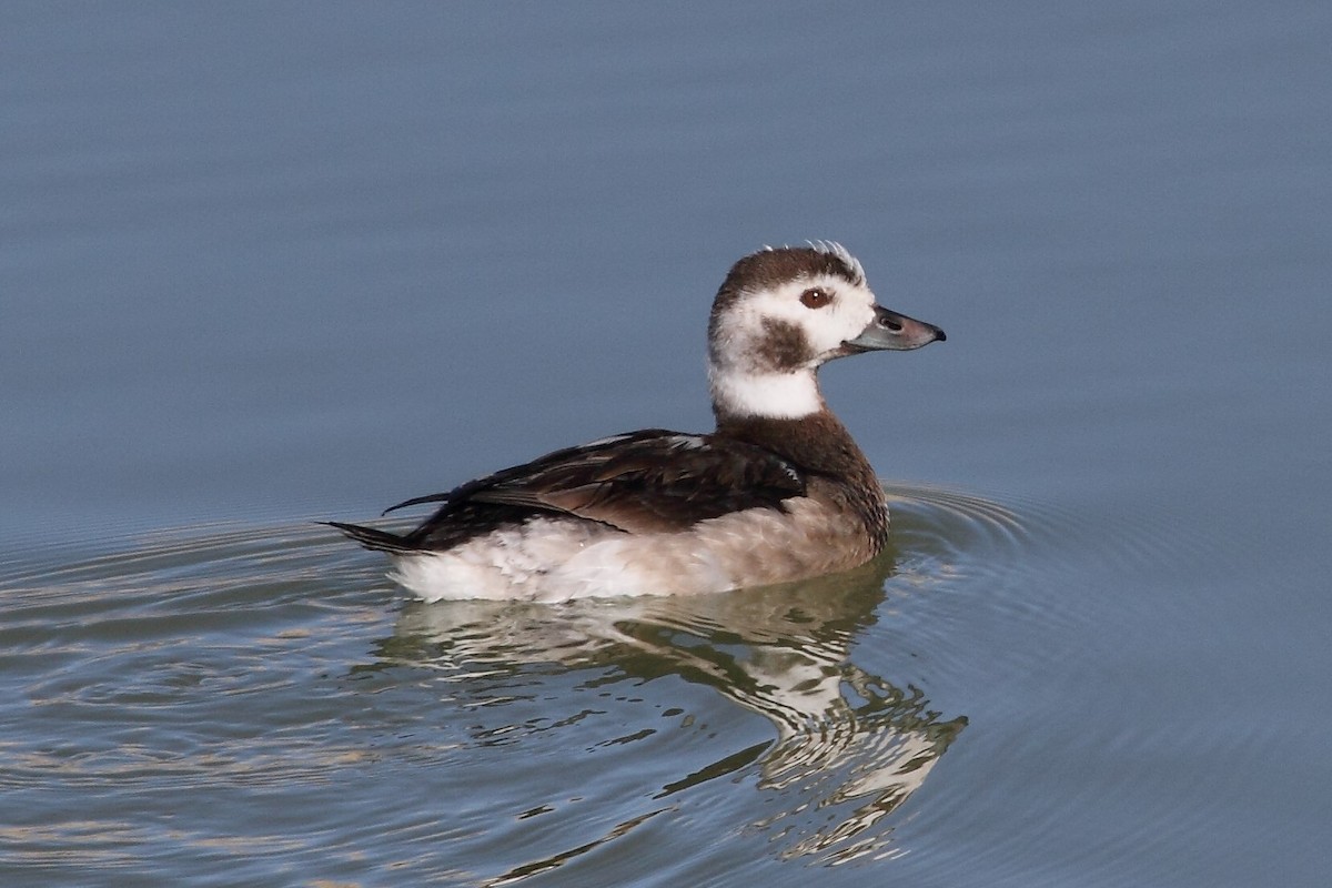 Long-tailed Duck - Rob Lowry