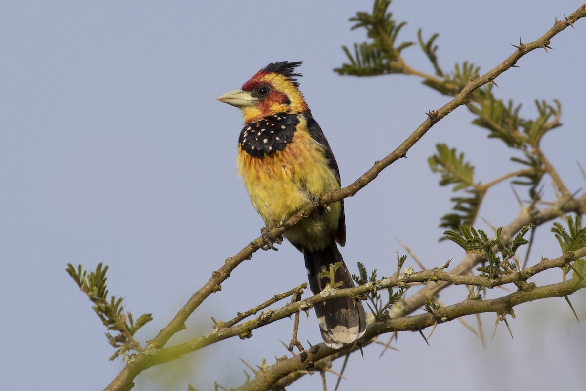 Crested Barbet - Michael Todd