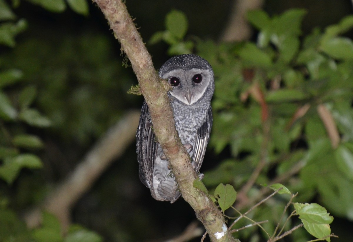 Sooty Owl (Lesser) - Bruce Wedderburn