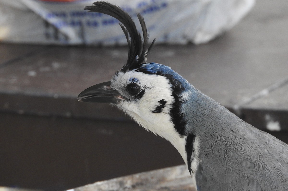 White-throated Magpie-Jay - Noam Markus
