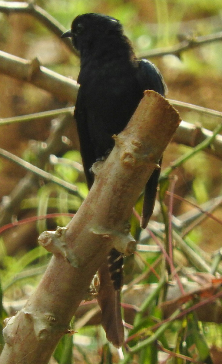 Fork-tailed Drongo-Cuckoo - Kausthubh K Nair
