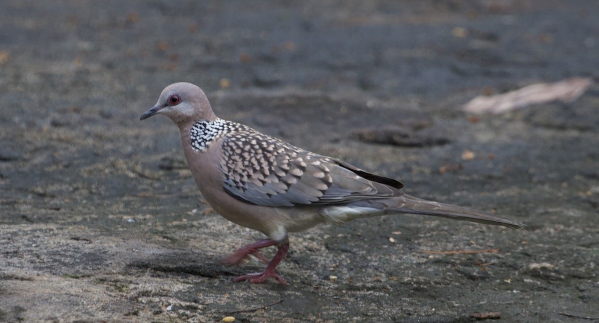 Spotted Dove - ML78890991