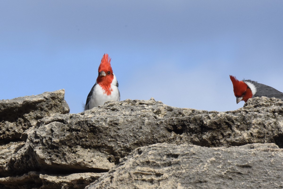 Red-crested Cardinal - Mark Gawn