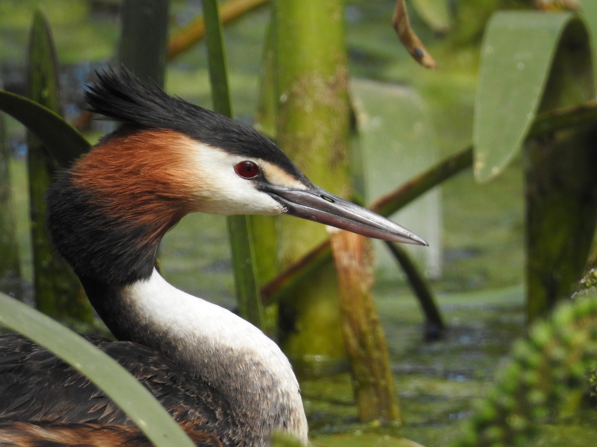 Great Crested Grebe - ML78898311