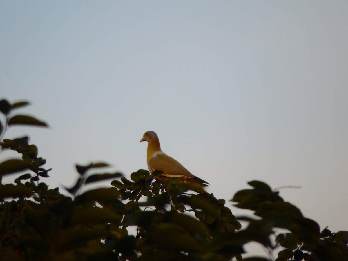 Yellow-footed Green-Pigeon - Sumedh Jog